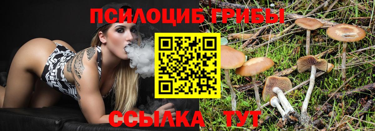 Галлюциногенные грибы Psilocybe Менделеевск